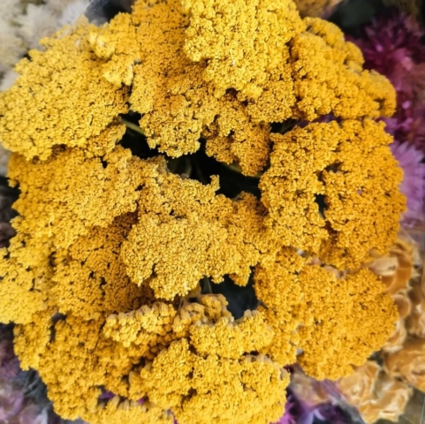 Fleurs séchées achillées jaunes